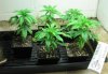 GrowRoom2 004.jpg