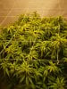 ak47 grow light.jpg