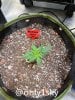 grow-with-medicgrow-fold8-only1sky-day19-2.jpg