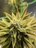 Phishwreck Flower Day 68 2.JPG