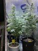 Phishwreck Babies in Flower 3-3-22.JPG