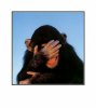 Embarrassed-Chimpanzee-Pre-Matted-C11774369.jpeg