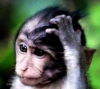 15137556941894734911confused-monkey-computer.hi.png