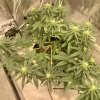 5685700_grow-journal-by-leastexpectedgrowerdutch-passiondurban-poison.jpg