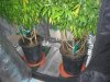 GC May 15 2022, manganese deficiency, repotted, staked.jpg