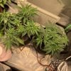 5610683_grow-journal-by-leastexpectedgrowerdutch-passiondurban-poison.jpg