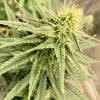 5712995_grow-journal-by-leastexpectedgrowerdutch-passiondurban-poison.jpg