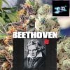 Beethoven.jpg