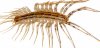 Scutigera_coleoptrata2-1281x612.jpg