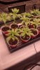 Grow2.jpg