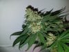 DAY45_8_16_GirlScoutHazeCookies_1.jpg