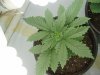 naturalhi08-albums-first-grow-satori-picture73485-p8040029.jpg