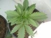 naturalhi08-albums-first-grow-satori-picture73486-p8040030.jpg