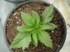 naturalhi08-albums-first-grow-satori-picture73488-p8040032.jpg