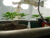 naturalhi08-albums-first-grow-satori-picture73490-p8040034.jpg