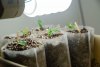 second-grow-20220717-2059.jpg