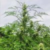 freakshow-by-humboldt-seeds-fern-leaves.jpg