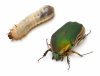 green-june-beetle-grub.jpg