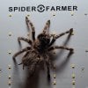 spiderfarmerofficial (1).jpg