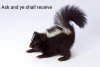 skunk-summer-problem-white-stripes_h~2.jpg