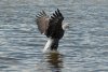 17 Aug eagle at water 2-4.jpg