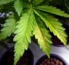 cannabis-calcium-deficiency-bottom-plant-lack-of-light.jpg