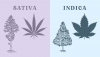 Indica or Sativa.png