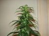 day 33 of flowering 002.jpg