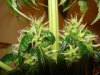 day 33 of flowering 003.jpg