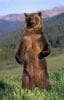 Grizzly%20Bear%20standing.jpg