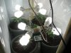 naturalhi08-albums-first-grow-satori-picture74183-p8080029.jpg