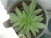 naturalhi08-albums-first-grow-satori-picture74185-p8080033.jpg