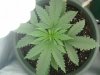 naturalhi08-albums-first-grow-satori-picture74186-p8080034.jpg