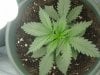 naturalhi08-albums-first-grow-satori-picture74190-p8080035.jpg