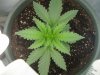 naturalhi08-albums-first-grow-satori-picture74187-p8080036.jpg