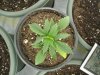 naturalhi08-albums-first-grow-satori-picture74188-p8080037.jpg