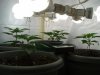 naturalhi08-albums-first-grow-satori-picture74189-p8080038.jpg