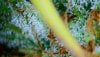 trichomes 6.jpg