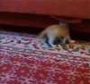 funny-gif-kitten-vs-bunny-(3).gif