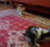 funny-gif-kitten-vs-bunny-(2).gif