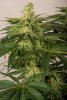 Day 41 Lambs Bread bud 3 Oct.jpg