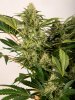 Day 50 Durban Poison bud 13 Oct.jpg