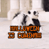 Best-halloween-Is-Coming-Gifs-And-Quotes-49135-3.gif