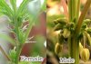 Male-vs-female-cannabis-plants.jpg