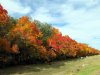 97 street trees in Fall.jpg