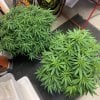 6320545_grow-journal-by-leastexpectedgrowervictoryseedschocodope.jpg