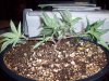 banana OG 037.jpg