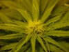 AK-47 Close-up.jpg