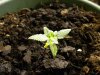 slow grow update #1 040.jpg