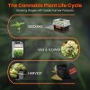 Cannabis grow cycle.jpg